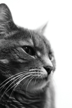 Paperback Cat Internet Password Logbook: Password Keeper Logbook Secret Address with Alphabet Tabs, Security Questions, for Easy Organization and Personal Cat Book