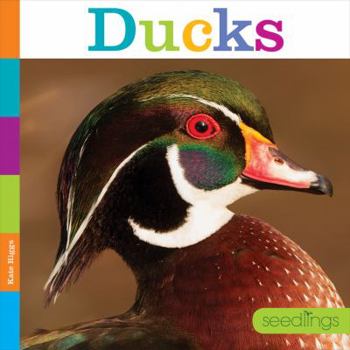 Paperback Ducks Book