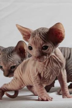 Sphinx Cat Journal Must Have Landed on the Wrong Planet. Again : 150 Page Lined Notebook/diary