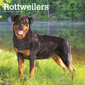 Calendar Rottweilers 2021 Square Book