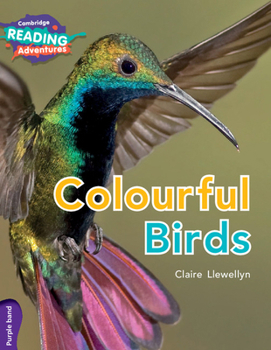 Colourful Birds Purple Band