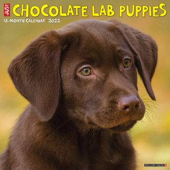 Calendar Just Chocolate Lab Puppies 2022 Wall Calendar (Labrador Retriever Dog Breed) Book