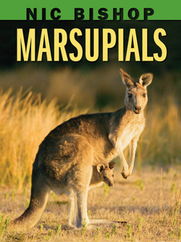 Hardcover Nic Bishop: Marsupials Book