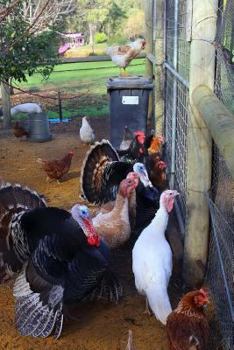 Paperback Turkeys Notebook Book