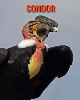 Paperback Condor: Immagini bellissime e fatti interessanti Libro per bambini sui Condor [Italian] Book