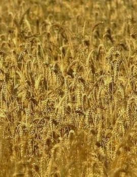 Paperback Cornfield Notebook Large Size 8.5 x 11 Ruled 150 Pages Softcover Book