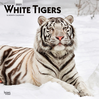 Calendar White Tigers 2021 Square Book