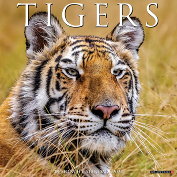 Calendar Tigers 2024 12 X 12 Wall Calendar Book