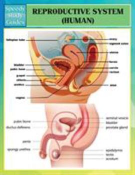 Paperback Reproductive System (Human) (Speedy Study Guides) Book