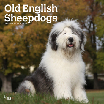 Calendar Old English Sheepdogs 2024 Square Book