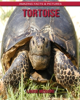 Tortoise: Amazing Facts & Pictures