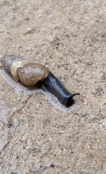 Hardcover Slug Life Sketchbook Book