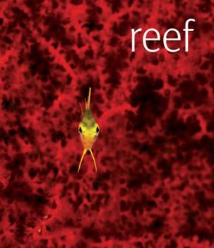 Hardcover Reef [With DVD] Book