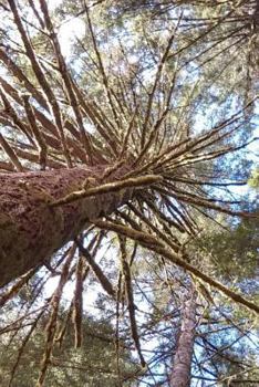 Paperback Wanderer Book