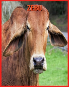 Zebu: Amazing Photos & Fun Facts Book About Zebu For Kids