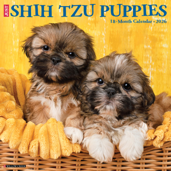 Calendar Shih Tzu Puppies 2026 Wall Calendar Book