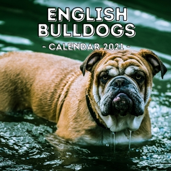 Paperback English Bulldogs: 2021 English Bulldog Wall Calendar, Cute Gift Idea For Bulldog Lovers Or Owners Men And Women Book