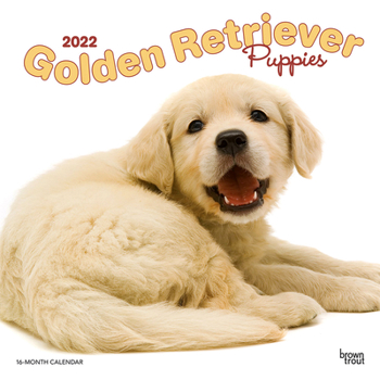 Golden Retriever Puppies 2022 Square