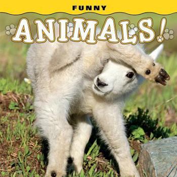 Board book Funny Animals! Book