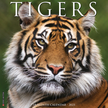 Calendar Tigers 2023 Wall Calendar Book