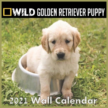 Puppys Golden retriever Calendar 2021: Puppys Golden retriever Calendar 2021 "8.5x8.5" Inch 16 Months JAN 2021 TO APR 2022 finished adn Glossy