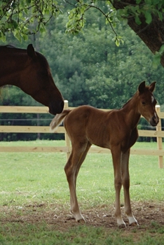 Paperback 2020 Daily Planner Horse Photo Equine Mare Foal Under Tree 388 Pages: 2020 Planners Calendars Organizers Datebooks Appointment Books Agendas Book