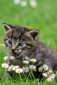 CUTE PRECIOUS CAT LOVERS WRITING&SKETCHING NOTEBOOK JOURNAL: Cute Journal & Blank Notebook with CAT related Theme | School, College & Work Journal For ... Cat Lovers (UNIQUE CAT GIFTS FOR CAT LOVERS)