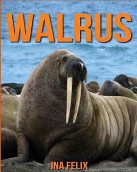 Paperback Walrus: Children Book of Fun Facts & Amazing Photos on Animals in Nature - A Wonderful Walrus Book for Kids aged 3-7 Book