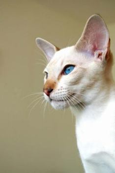 Paperback Flame Point Siamese Cat Journal: 150 Page Lined Notebook/Diary Book