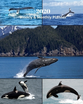 Paperback 2020 Weekly and Monthly Planner: Whales Collage - Monthly Calendar with U.S./UK/ Canadian/Christian/Jewish/Muslim Holidays- Calendar in Review/Notes 8 Book