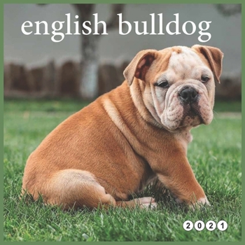 english bulldog: Calendar 2021 -12 Month Calendar - Dogs Calendar 2021