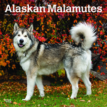 Calendar Alaskan Malamutes 2023 Square Book