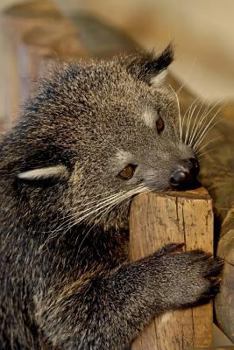 Paperback Binturong Journal: 150 page lined notebook/diary Book