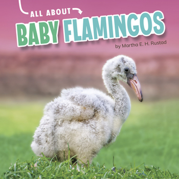 Hardcover All about Baby Flamingos Book