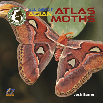 All about Asian Atlas Moths