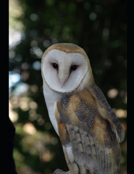 Paperback Mastering & Prepare for GitHub Copilot Certification Guide GH 300: Prepare for the GitHub Copilot Certification, include 120 practice Questions. Book