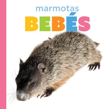 Paperback Marmotas Bebés [Spanish] Book