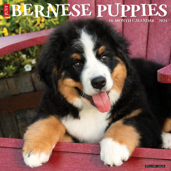 Calendar Just Bernese Mountain Puppies 2024 12 X 12 Wall Calendar Book