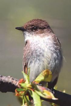 Eastern Phoebe Bird Journal : 150 Page Lined Notebook/diary