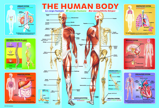 Misc. The Human Body 200-Piece Puzzle Book