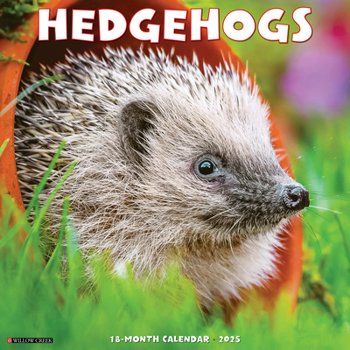 Calendar Hedgehogs 2025 12 X 12 Wall Calendar Book