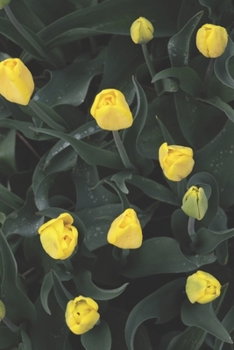 Journal: 150 Dot Grid Sheets, 6x9 Inches, Inspiring Yellow Tulips, Plan Your Day and Organize Your Life, Tracker, Productivity, Diary, Notebook