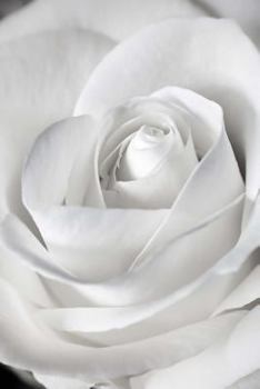 Paperback White Rose in Black and white Journal: Take Notes, Write Down Memories in this 150 Page Lined Journal Book