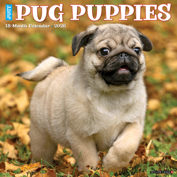Calendar Pug Puppies 2026 12 X 12 Wall Calendar Book