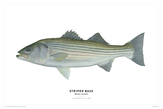 Misc. Striped Bass Poster Book