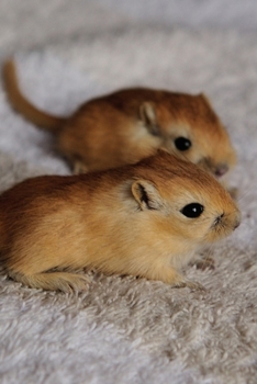 Paperback Two Adorable Baby Gerbils Pocket Pets Journal: 150 Page Lined Notebook/Diary Book