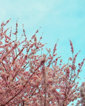 Journal: 200 Dot Grid Pages, 8x10 Inches, Cherry Blossoms, Blue/Pink, Plan Your Day and Organize Your Life, Tracker, Productivity Diary, Notebook