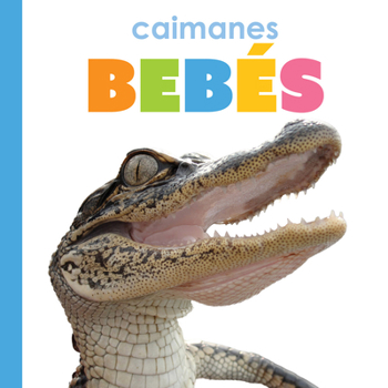 Library Binding Caimanes Bebés: Spanish Edition [Spanish] Book