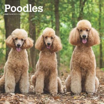 Calendar Poodles 2025 12 X 24 Inch Monthly Square Wall Calendar Plastic-Free Book