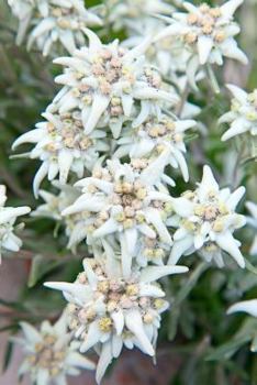 Paperback Lovely Edelweiss Leontopodium alpinum Mountain Flower Journal: 150 Page Lined Notebook/Diary Book